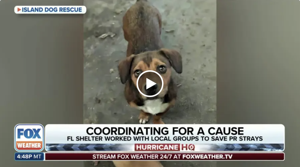 Video Screenshot of Fox Weather News Story: Coordinating For a Cause, FL Shelter Worked with Local Groups to Save PR Strays